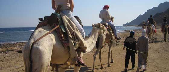Riding Camels in Egypt