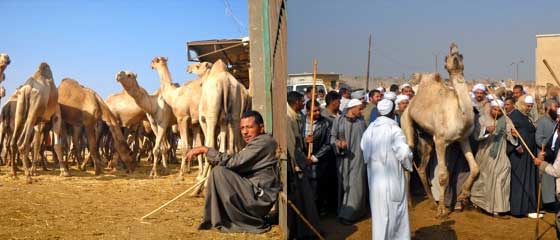 Birqash Camel Market