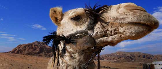 Volunteering in Egypt with Animals