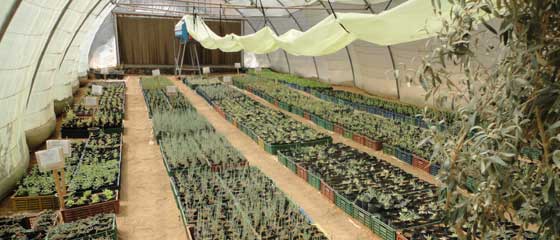 Medicinal Plants Project St Catherine Medicinal Plants Project St Catherine
